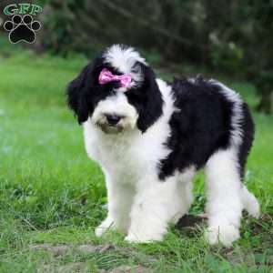 Sophia, Sheepadoodle Puppy